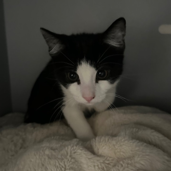 Photo of Michael Myers