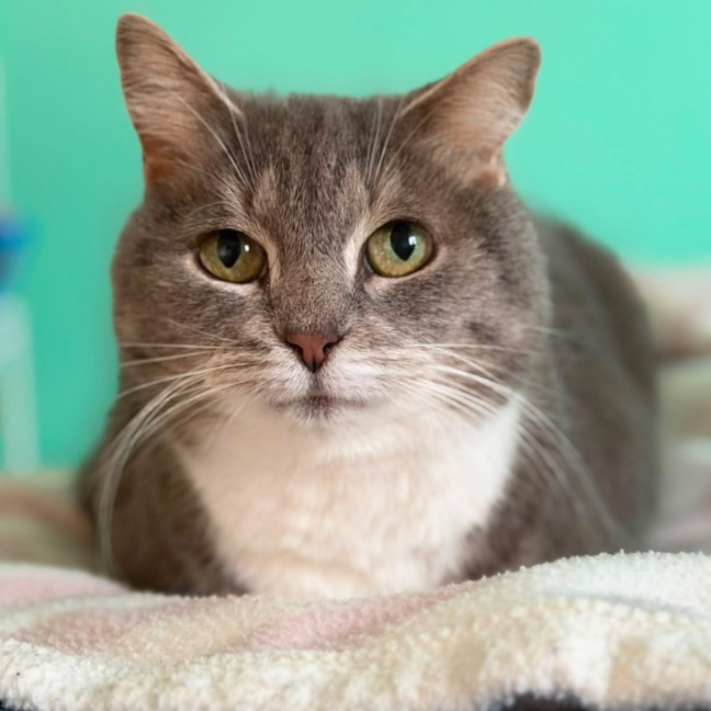 Photo of Pickles