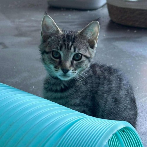 Waffles - Domestic Short Hair (DSH) Cat