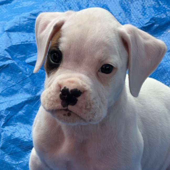 Photo of Gunner 🐶🕶️