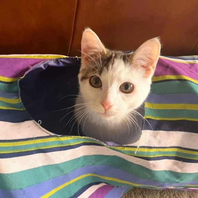 Photo of Marshmallow