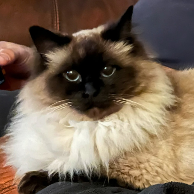 Photo of Lolly   We Can Possibly Assist With Transport