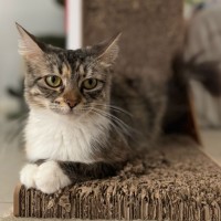 Photo of Sugar