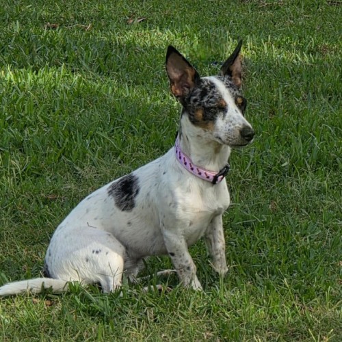 Daisy - Dachshund (Smooth Haired) Dog