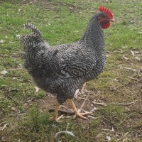 Photo of Plymouth Rock