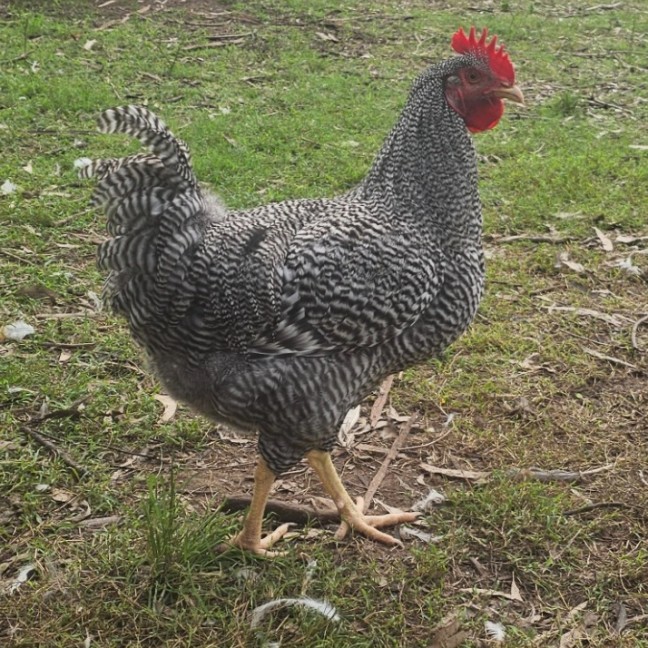 Photo of Plymouth Rock