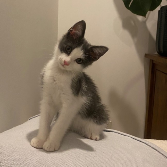 Photo of Alfred A.K.A Alfredino