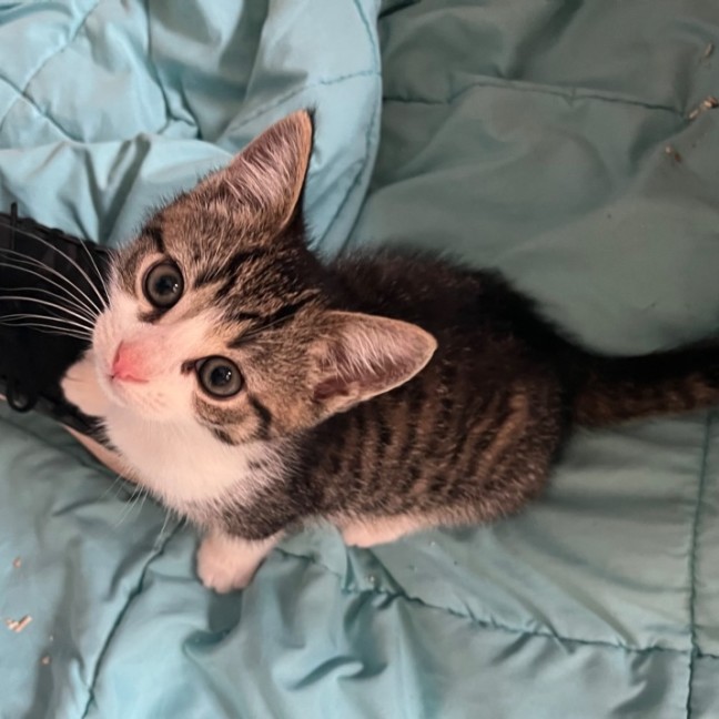 Photo of Mr Featherington  