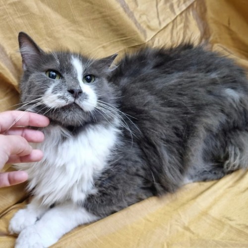 Jinx - Domestic Long Hair Cat