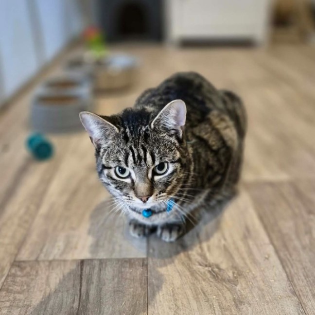 Photo of Bluebell **2nd Chance Cat Rescue **