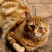 Photo of Mr Tinkles