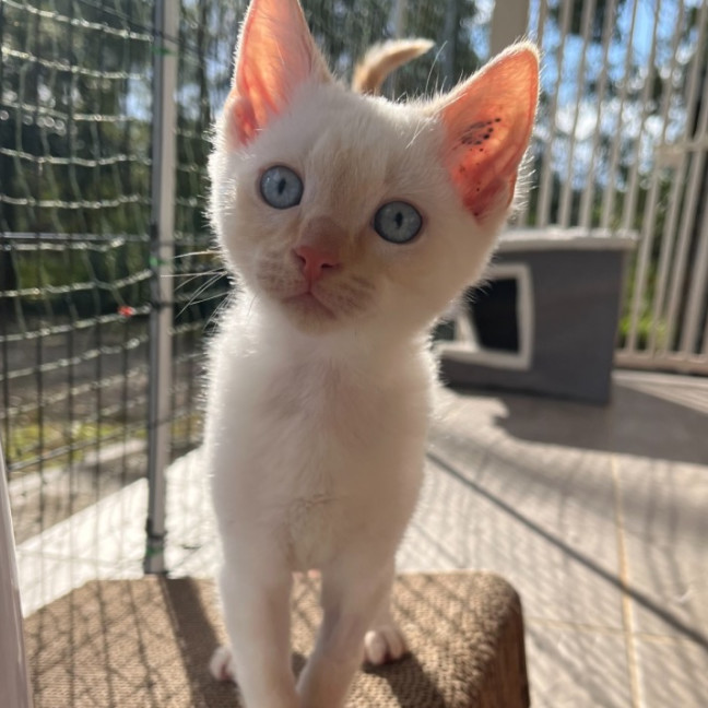 Photo of Phoenix