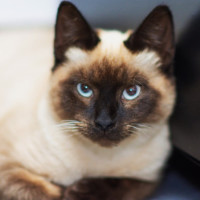 Photo of Levi ^^Dandy Cat Rescue^^