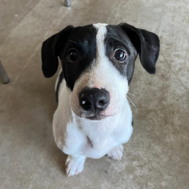 Collie Beagle X Jack Russell Terrier Mix Beagle And Border Collie
