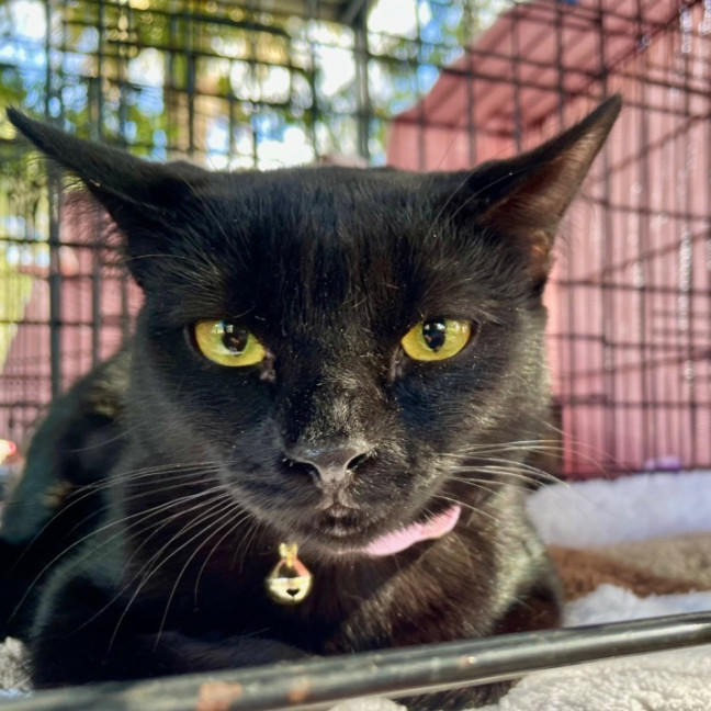 Photo of Raven
