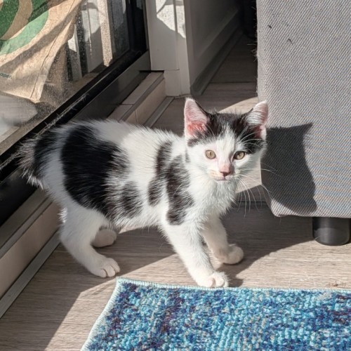 Mike Teavee  - Domestic Short Hair (DSH) Cat