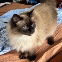 Photo of Lolly   We Can Possibly Assist With Transport