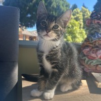 Photo of Socks