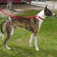 Photo of Atlas