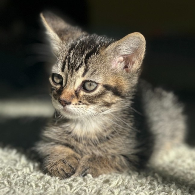 Photo of Muffin