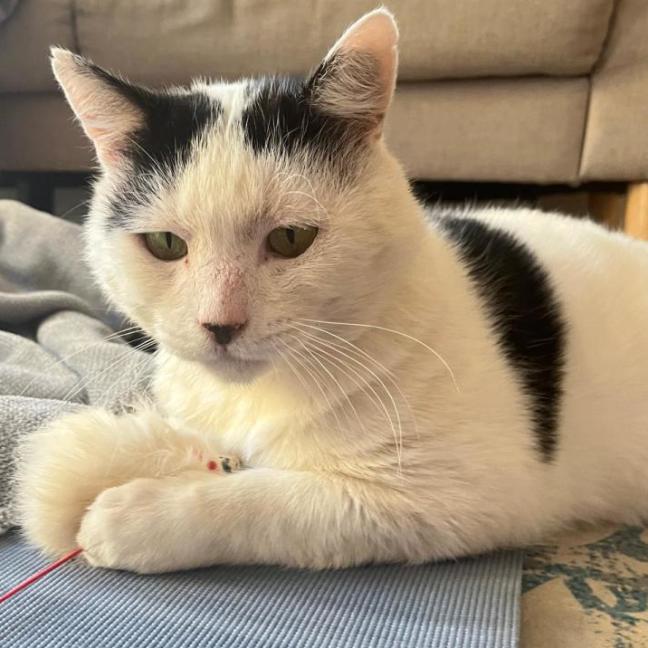 Photo of Spot
