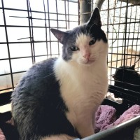 Photo of Disco   Big Smoocher