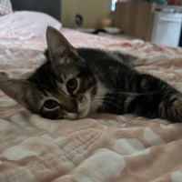 Photo of Socks