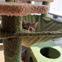 Photo of Feijoa (Fifi)