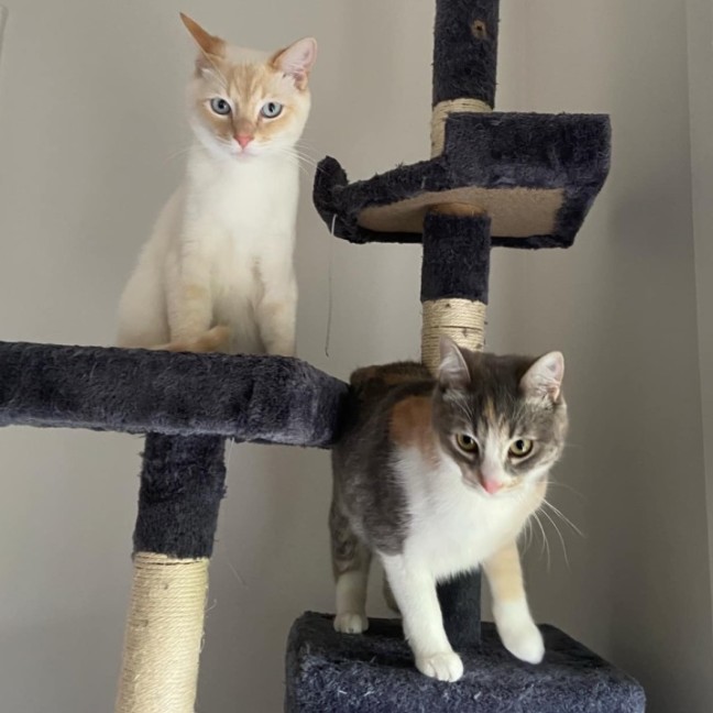 Photo of Pow & Lavender Haze