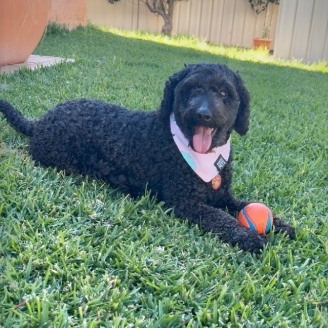 Photo of Nala 