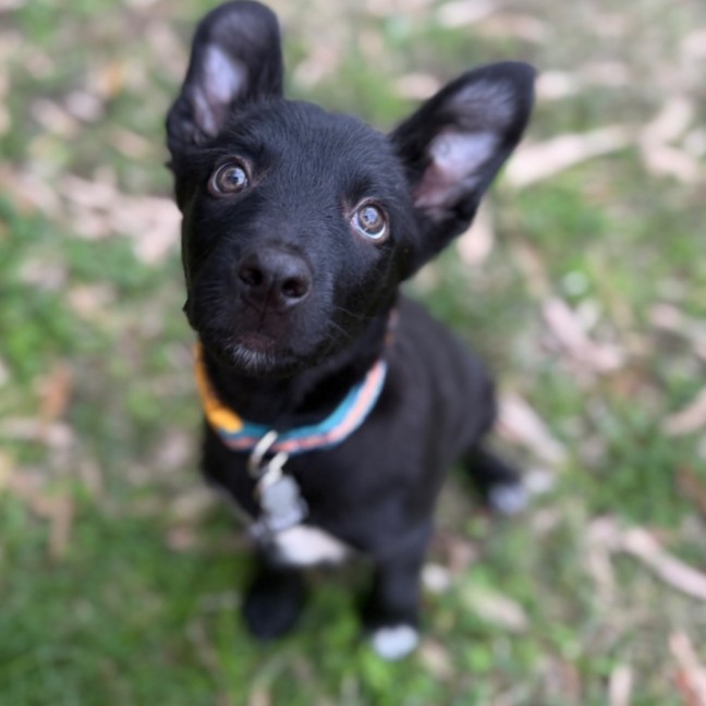 Photo of Digger
