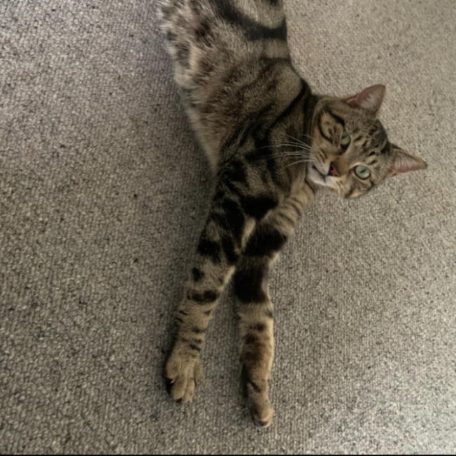 Photo of Buddy