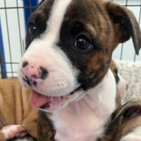 Photo of The Car Litter