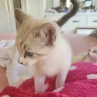 Photo of Sweetie Pie 