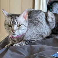 Photo of Pixie