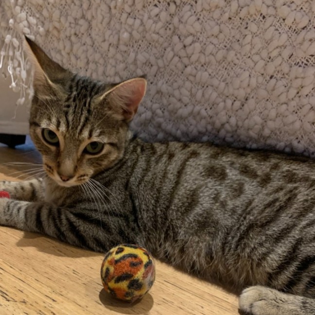 Photo of Phineas & Foxy