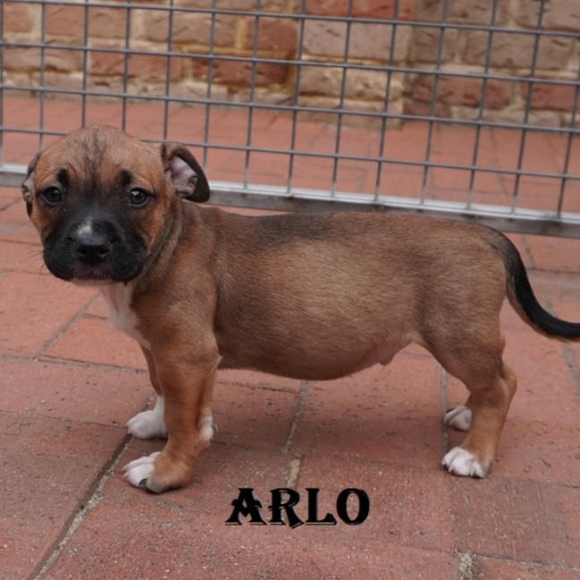 Photo of Arlo