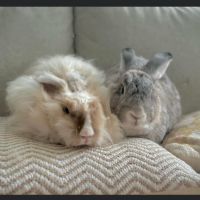 Photo of Gaston And Tolly