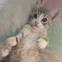 Photo of Fur