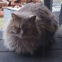 Photo of Oak 