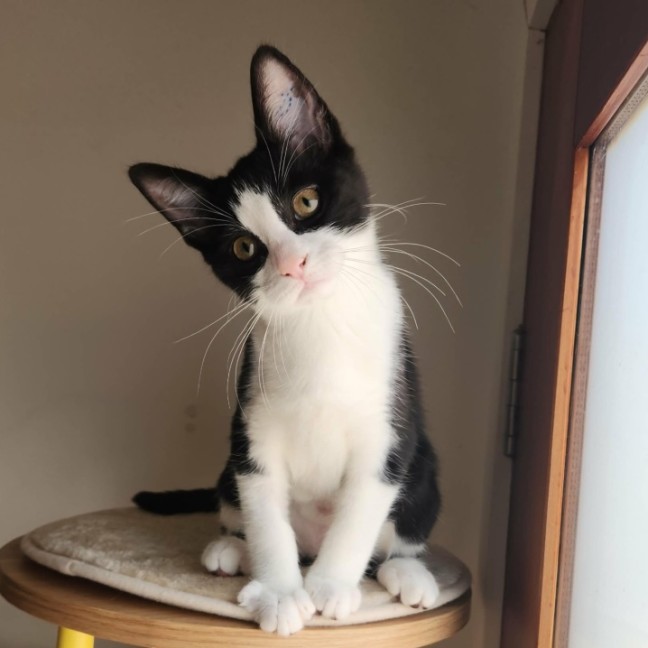 Photo of Tillie