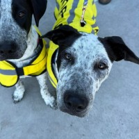 Photo of Casper (Bessie's Puppy)