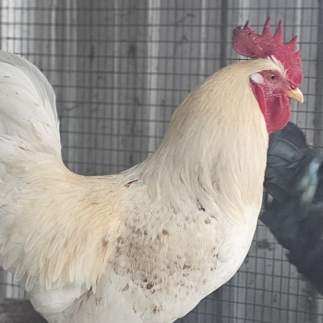 Photo of Remus And Riccardo