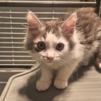 Photo of Toulouse 