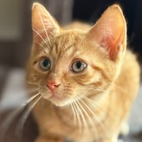 Photo of Jake 🐈🧡🧡