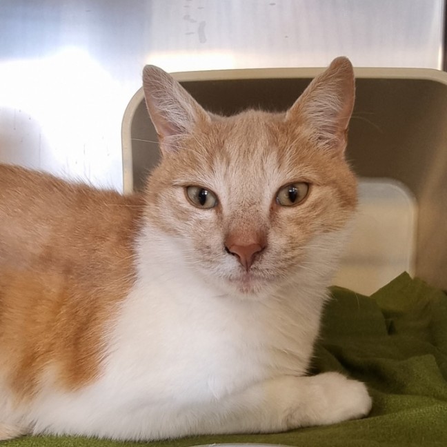 Photo of Gingernut