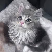 Photo of Fuzz Lightyear 