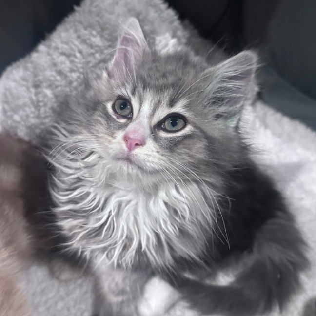 Photo of Fuzz Lightyear 