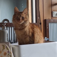 Photo of Oscar