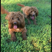 Photo of Humphrey & Heidi 